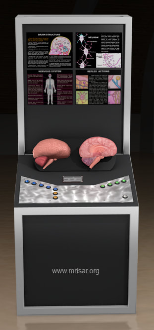 MRISAR's Interactive Brain Medical Exhibit