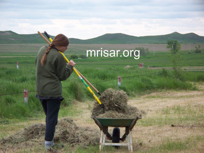 Seen here is MRISAR R&D Team member Aurora Siegel clearing overgrown areas of the grounds shortly after relocating here. During the first 3 years after relocating, MRISAR’s Team hand-planted over 4,000 edible and medicinal trees and shrubs on the 10 acre grounds at our North Dakota Complex.