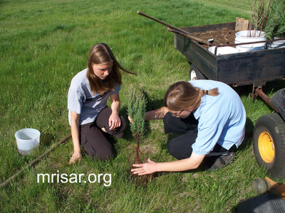 Aurora and Autumn Siegel planting conifer trees. During the first 3 years after relocating, MRISAR’s Team hand-planted over 4,000 edible and medicinal trees and shrubs on the 10 acre grounds at our North Dakota Complex.