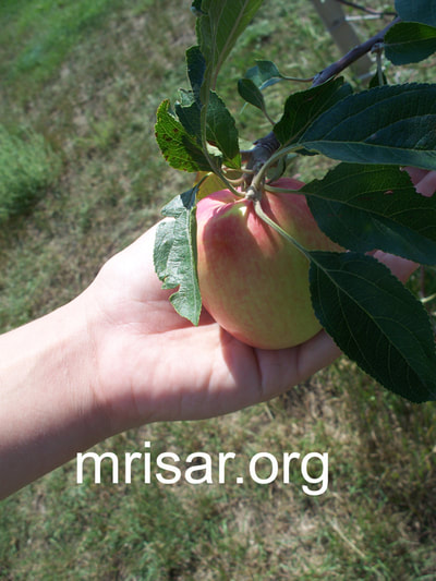 Our first apple harvest. During the first 3 years after relocating, MRISAR’s Team hand-planted over 4,000 edible and medicinal trees and shrubs on the 10 acre grounds at our North Dakota Complex.