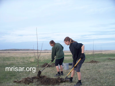 Seen here are MRISAR R&D Team members Aurora and Autumn Siegel planting apple trees shortly after relocating here. During the first 3 years after relocating, MRISAR’s Team hand-planted over 4,000 edible and medicinal trees and shrubs on the 10 acre grounds at our North Dakota Complex.