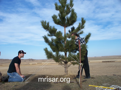 Michael Cook and John Siegel planting conifer trees. During the first 3 years after relocating, MRISAR’s Team hand-planted over 4,000 edible and medicinal trees and shrubs on the 10 acre grounds at our North Dakota Complex.