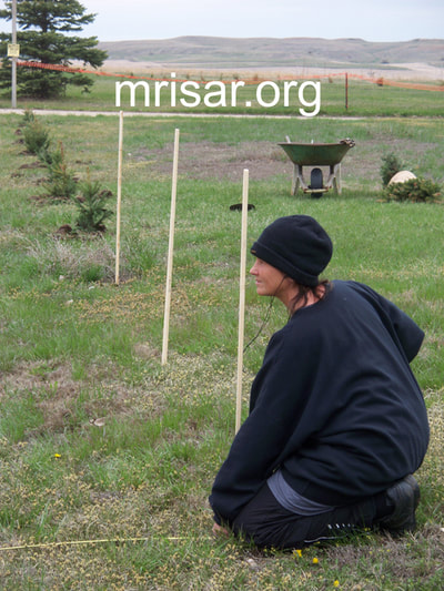 Seen here is MRISAR R&D Team member Victoria Croasdell-Siegel planting. During the first 3 years after relocating, MRISAR’s Team hand-planted over 4,000 edible and medicinal trees and shrubs on the 10 acre grounds at our North Dakota Complex.