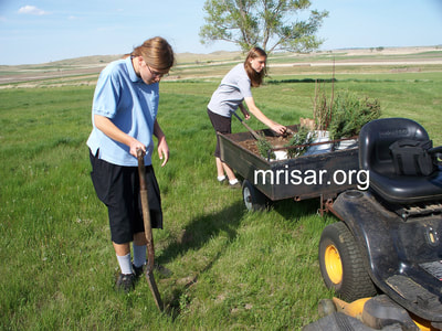 Aurora and Autumn Siegel planting conifer trees. During the first 3 years after relocating, MRISAR’s Team hand-planted over 4,000 edible and medicinal trees and shrubs on the 10 acre grounds at our North Dakota Complex.