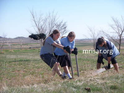 Seen here are MRISAR R&D Team members Aurora, Autumn and Victoria Siegel removing old metal strips from the grounds shortly after relocating here. During the first 3 years after relocating, MRISAR’s Team hand-planted over 4,000 edible and medicinal trees and shrubs on the 10 acre grounds at our North Dakota Complex.